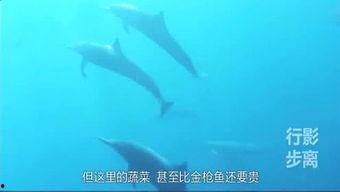 娱乐爆料鲸鱼视频大全,揭秘明星幕后趣事